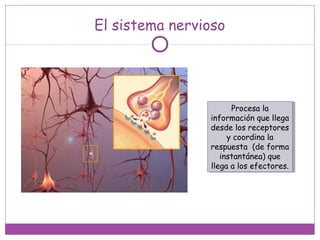 El sistema nervioso
Procesa la
información que llega
desde los receptores
y coordina la
respuesta (de forma
instantánea) que
llega a los efectores.
Procesa la
información que llega
desde los receptores
y coordina la
respuesta (de forma
instantánea) que
llega a los efectores.
 