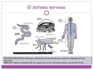 El sistema nervioso
CENTROS NERVIOSOS: Reciben la información de los receptores y elaboran respuesta para los
efectores
NERVIOS: Ponen en comunicación los receptores con los centros nerviosos y con los efectores
CENTROS NERVIOSOS: Reciben la información de los receptores y elaboran respuesta para los
efectores
NERVIOS: Ponen en comunicación los receptores con los centros nerviosos y con los efectores
 