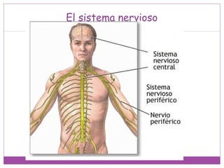 El sistema nervioso
 