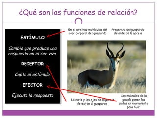 ¿Qué son las funciones de relación?
ESTÍMULO
Cambio que produce una
respuesta en el ser vivo.
RECEPTOR
Capta el estímulo.
EFECTOR
Ejecuta la respuesta
ESTÍMULO
Cambio que produce una
respuesta en el ser vivo.
RECEPTOR
Capta el estímulo.
EFECTOR
Ejecuta la respuesta
En el aire hay moléculas del
olor corporal del guepardo
Presencia del guepardo
delante de la gacela
La nariz y los ojos de la gacela
detectan al guepardo
Los músculos de la
gacela ponen las
patas en movimiento
para huir
 
