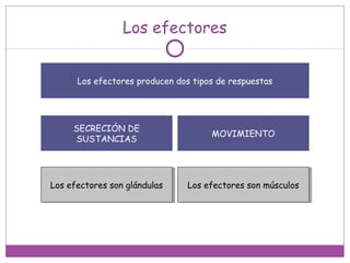 Los efectores
Los efectores producen dos tipos de respuestas
SECRECIÓN DE
SUSTANCIAS
MOVIMIENTO
Los efectores son glándulasLos efectores son glándulas Los efectores son músculosLos efectores son músculos
 