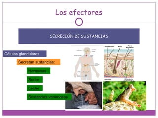 Los efectores
SECRECIÓN DE SUSTANCIAS
Células glandulares
Secretan sustancias:
Hormonas
Sudor
Leche
Sustancias venenosas
 