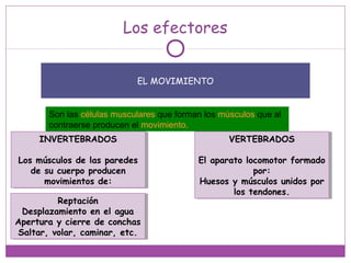 Los efectores
EL MOVIMIENTO
Son las células musculares que forman los músculos que al
contraerse producen el movimiento.
INVERTEBRADOS
Los músculos de las paredes
de su cuerpo producen
movimientos de:
INVERTEBRADOS
Los músculos de las paredes
de su cuerpo producen
movimientos de:
VERTEBRADOS
El aparato locomotor formado
por:
Huesos y músculos unidos por
los tendones.
VERTEBRADOS
El aparato locomotor formado
por:
Huesos y músculos unidos por
los tendones.
Reptación
Desplazamiento en el agua
Apertura y cierre de conchas
Saltar, volar, caminar, etc.
Reptación
Desplazamiento en el agua
Apertura y cierre de conchas
Saltar, volar, caminar, etc.
 