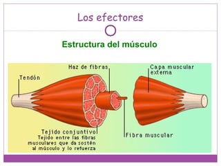 Estructura del músculo
Los efectores
 