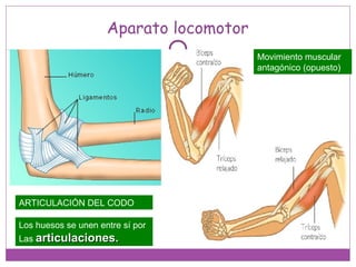 ARTICULACIÓN DEL CODO
Movimiento muscular
antagónico (opuesto)
Los huesos se unen entre sí por
Las articulaciones.articulaciones.
Aparato locomotor
 