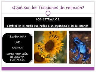 ¿Qué son las funciones de relación?
LOS ESTÍMULOS
Cambios en el medio que rodea a un organismo o en su interior
LOS ESTÍMULOS
Cambios en el medio que rodea a un organismo o en su interior
TEMPERATURA
LUZ
SONIDO
CONCENTRACIÓN
DE ALGUNA
SUSTANCIA
TEMPERATURA
LUZ
SONIDO
CONCENTRACIÓN
DE ALGUNA
SUSTANCIA
 