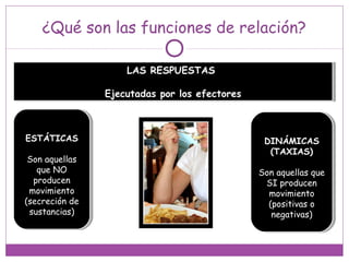 ¿Qué son las funciones de relación?
LAS RESPUESTAS
Ejecutadas por los efectores
LAS RESPUESTAS
Ejecutadas por los efectores
ESTÁTICAS
Son aquellas
que NO
producen
movimiento
(secreción de
sustancias)
ESTÁTICAS
Son aquellas
que NO
producen
movimiento
(secreción de
sustancias)
DINÁMICAS
(TAXIAS)
Son aquellas que
SI producen
movimiento
(positivas o
negativas)
DINÁMICAS
(TAXIAS)
Son aquellas que
SI producen
movimiento
(positivas o
negativas)
 