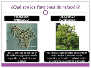 ¿Qué son las funciones de relación?
ORGANISMO
UNICELULAR
ORGANISMO
UNICELULAR
ORGANISMO
PLURICELULAR
ORGANISMO
PLURICELULAR
Todo el proceso de captación
de estímulos y producción de
respuestas es producido por
la célula
Todo el proceso de captación
de estímulos y producción de
respuestas es producido por
la célula
Hay células especializadas en captación
de estímulos y elaboración de
respuestas, actuando coordinadamente.
Hay coordinación química o nerviosa
Hay células especializadas en captación
de estímulos y elaboración de
respuestas, actuando coordinadamente.
Hay coordinación química o nerviosa
 