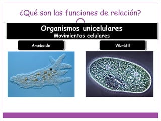 ¿Qué son las funciones de relación?
Organismos unicelulares
Movimientos celulares
Organismos unicelulares
Movimientos celulares
AmeboideAmeboide VibrátilVibrátil
 
