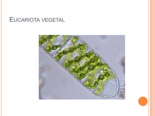 Eucariota vegetal
