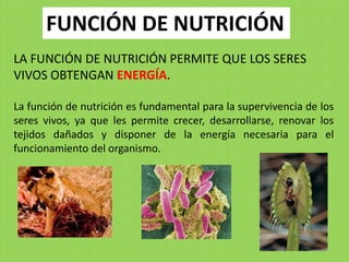FUNCIÓN DE NUTRICIÓN
LA FUNCIÓN DE NUTRICIÓN PERMITE QUE LOS SERES
VIVOS OBTENGAN ENERGÍA.

La función de nutrición es fundamental para la supervivencia de los
seres vivos, ya que les permite crecer, desarrollarse, renovar los
tejidos dañados y disponer de la energía necesaria para el
funcionamiento del organismo.
 