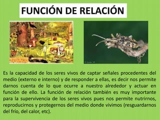 FUNCIÓN DE RELACIÓN




Es la capacidad de los seres vivos de captar señales procedentes del
medio (externo e interno) y de responder a ellas, es decir nos permite
darnos cuenta de lo que ocurre a nuestro alrededor y actuar en
función de ello. La función de relación también es muy importante
para la supervivencia de los seres vivos pues nos permite nutrirnos,
reproducirnos y protegernos del medio donde vivimos (resguardarnos
del frío, del calor, etc).
 