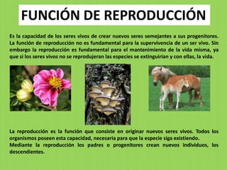 FUNCIÓN DE REPRODUCCIÓN
Es la capacidad de los seres vivos de crear nuevos seres semejantes a sus progenitores.
La función de reproducción no es fundamental para la supervivencia de un ser vivo. Sin
embargo la reproducción es fundamental para el mantenimiento de la vida misma, ya
que si los seres vivos no se reprodujeran las especies se extinguirían y con ellas, la vida.




La reproducción es la función que consiste en originar nuevos seres vivos. Todos los
organismos poseen esta capacidad, necesaria para que la especie siga existiendo.
Mediante la reproducción los padres o progenitores crean nuevos individuos, los
descendientes.
 