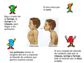 El aire entra por
la nariz
Baja a través de
la faringe, la
laringe y la
tráquea, para
llegar a los
pulmones
Los pulmones toman el
oxígeno del aire y expulsan
el dióxido de carbono que
genera nuestro cuerpo.
El aire cargado de dióxido
de carbono sube por la
tráquea, laringe y faringe.
Sale al exterior por la boca
o nariz.
 