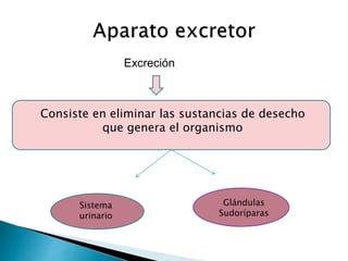 Excreción
Consiste en eliminar las sustancias de desecho
que genera el organismo
Sistema
urinario
Glándulas
Sudoríparas
 