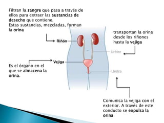 Filtran la sangre que pasa a través de
ellos para extraer las sustancias de
desecho que contiene.
Estas sustancias, mezcladas, forman
la orina
transportan la orina
desde los riñones
hasta la vejiga
Es el órgano en el
que se almacena la
orina.
Comunica la vejiga con el
exterior. A través de este
conducto se expulsa la
orina
 