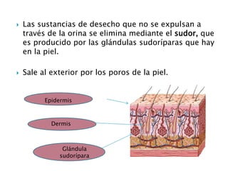  Las sustancias de desecho que no se expulsan a
través de la orina se elimina mediante el sudor, que
es producido por las glándulas sudoríparas que hay
en la piel.
 Sale al exterior por los poros de la piel.
Epidermis
Dermis
Glándula
sudorípara
Epidermis
Dermis
Glándula
sudorípara
 