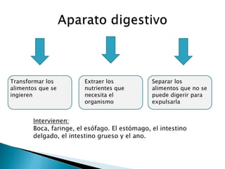 Transformar los
alimentos que se
ingieren
Extraer los
nutrientes que
necesita el
organismo
Separar los
alimentos que no se
puede digerir para
expulsarla
Intervienen:
Boca, faringe, el esófago. El estómago, el intestino
delgado, el intestino grueso y el ano.
 