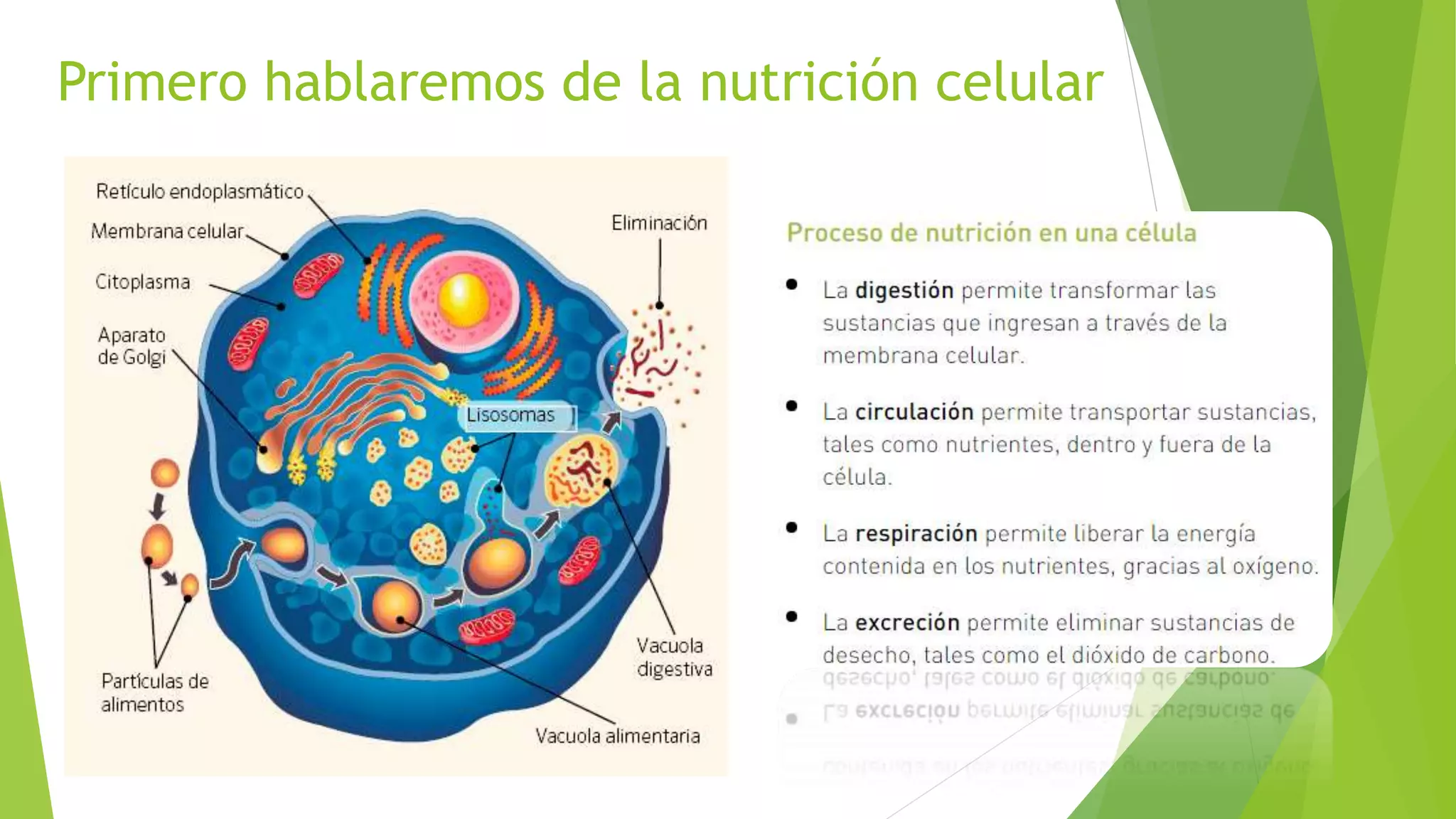 Las funciones vitales de la célula.ppt