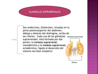 GLANDULAS SUPRARRENALES
Son endocrinas, bilaterales, situadas en la
parte posterosuperior del abdomen,
debajo y delante del diafragma, arriba de
los riñones. Cada una de las glándulas
suprarrenales está formada por dos
partes: la corteza suprarrenal,
mesodérmica y la medula suprarrenal,
ectodérmica, ligada al desarrollo del
sistema nervioso simpático
 