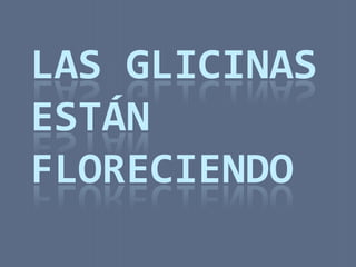 LAS GLICINAS
ESTÁN
FLORECIENDO
 