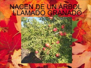 NACEN DE UN ÁRBOL LLAMADO GRANADO 