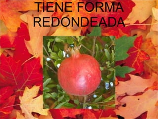 TIENE FORMA REDONDEADA 