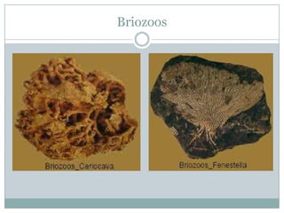 Briozoos

 