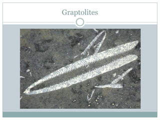 Graptolites

 
