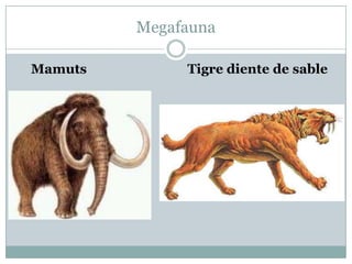 Megafauna
Mamuts

Tigre diente de sable

 
