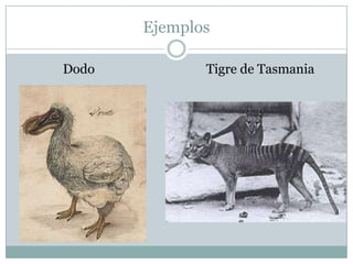 Ejemplos
Dodo

Tigre de Tasmania

 