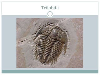 Trilobita

 