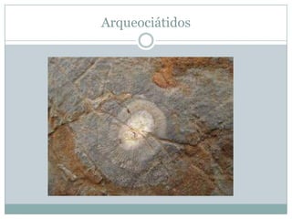 Arqueociátidos

 