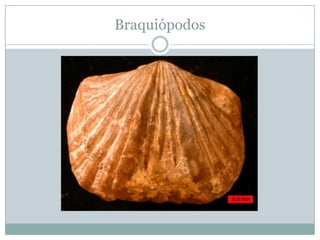 Braquiópodos

 