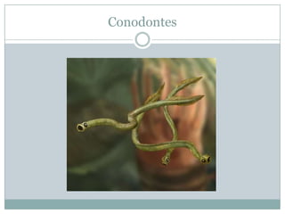 Conodontes

 