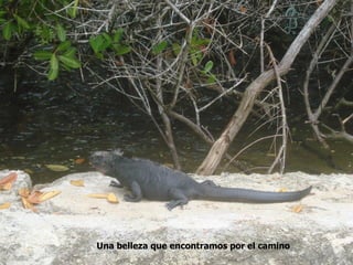 Una belleza que encontramos por el camino
 