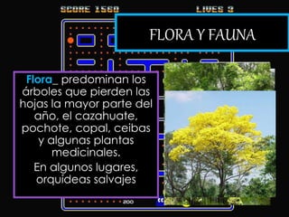 FLORA Y FAUNA
Fauna_ siendo un
ecosistema tan diverso,
podemos encontrar
conejos, mapaches,
ardillas, chachalacas,
iguanas y algunas
especias de nutria y
águila real, entre otros…
Flora_ predominan los
árboles que pierden las
hojas la mayor parte del
año, el cazahuate,
pochote, copal, ceibas
y algunas plantas
medicinales.
En algunos lugares,
orquídeas salvajes
 