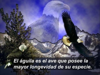 El águila es el ave que posee la mayor longevidad de su especie. 