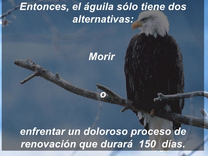 Reflexion Del Aguila Renovarse O Morir Las águilas se renovan