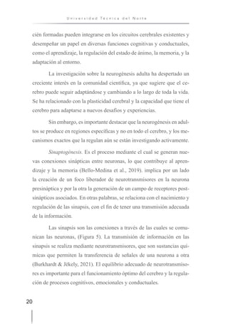 20
U n i v e r s i d a d T é c n i c a d e l N o r t e
cién formadas pueden integrarse en los circuitos cerebrales existentes y
desempeñar un papel en diversas funciones cognitivas y conductuales,
como el aprendizaje, la regulación del estado de ánimo, la memoria, y la
adaptación al entorno.
La investigación sobre la neurogénesis adulta ha despertado un
creciente interés en la comunidad científica, ya que sugiere que el ce-
rebro puede seguir adaptándose y cambiando a lo largo de toda la vida.
Se ha relacionado con la plasticidad cerebral y la capacidad que tiene el
cerebro para adaptarse a nuevos desafíos y experiencias.
Sin embargo, es importante destacar que la neurogénesis en adul-
tos se produce en regiones específicas y no en todo el cerebro, y los me-
canismos exactos que la regulan aún se están investigando activamente.
Sinaptogénesis. Es el proceso mediante el cual se generan nue-
vas conexiones sinápticas entre neuronas, lo que contribuye al apren-
dizaje y la memoria (Bello-Medina et al., 2019). implica por un lado
la creación de un foco liberador de neurotransmisores en la neurona
presináptica y por la otra la generación de un campo de receptores post-
sinápticos asociados. En otras palabras, se relaciona con el nacimiento y
regulación de las sinapsis, con el fin de tener una transmisión adecuada
de la información.
Las sinapsis son las conexiones a través de las cuales se comu-
nican las neuronas, (Figura 5). La transmisión de información en las
sinapsis se realiza mediante neurotransmisores, que son sustancias quí-
micas que permiten la transferencia de señales de una neurona a otra
(Burkhardt & Jékely, 2021). El equilibrio adecuado de neurotransmiso-
res es importante para el funcionamiento óptimo del cerebro y la regula-
ción de procesos cognitivos, emocionales y conductuales.
 