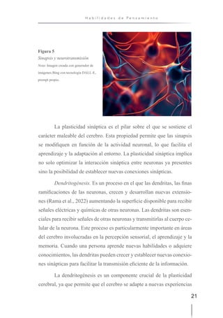 21
H a b i l i d a d e s d e P e n s a m i e n t o
Figura 5
Sinapsis y neurotransmisión
Nota: Imagen creada con generador de
imágenes Bing con tecnología DALL-E,
prompt propio.
La plasticidad sináptica es el pilar sobre el que se sostiene el
carácter maleable del cerebro. Esta propiedad permite que las sinapsis
se modifiquen en función de la actividad neuronal, lo que facilita el
aprendizaje y la adaptación al entorno. La plasticidad sináptica implica
no solo optimizar la interacción sináptica entre neuronas ya presentes
sino la posibilidad de establecer nuevas conexiones sinápticas.
Dendritogénesis. Es un proceso en el que las dendritas, las finas
ramificaciones de las neuronas, crecen y desarrollan nuevas extensio-
nes (Rama et al., 2022) aumentando la superficie disponible para recibir
señales eléctricas y químicas de otras neuronas. Las dendritas son esen-
ciales para recibir señales de otras neuronas y transmitirlas al cuerpo ce-
lular de la neurona. Este proceso es particularmente importante en áreas
del cerebro involucradas en la percepción sensorial, el aprendizaje y la
memoria. Cuando una persona aprende nuevas habilidades o adquiere
conocimientos, las dendritas pueden crecer y establecer nuevas conexio-
nes sinápticas para facilitar la transmisión eficiente de la información.
La dendritogénesis es un componente crucial de la plasticidad
cerebral, ya que permite que el cerebro se adapte a nuevas experiencias
 
