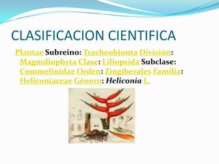 CLASIFICACION CIENTIFICAPlantae Subreino: TracheobiontaDivisión: MagnoliophytaClase: Liliopsida Subclase: CommelinidaeOrden: ZingiberalesFamilia: HeliconiaceaeGénero: HeliconiaL.