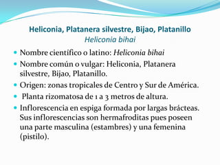 Heliconia, Platanera silvestre, Bijao, PlatanilloHeliconia bihaiNombre científico o latino: Heliconia bihaiNombre común o vulgar: Heliconia, Platanera silvestre, Bijao, Platanillo.Origen: zonas tropicales de Centro y Sur de América.Planta rizomatosa de 1 a 3 metros de altura.Inflorescencia en espiga formada por largas brácteas. Sus inflorescencias son hermafroditas pues poseen una parte masculina (estambres) y una femenina (pistilo).
