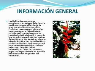  INFORMACIÓN GENERALLas Heliconias son plantas asombrosas, no solo por la belleza de sus flores sino por el hecho de lo poco que se sabe acerca de ellas. Cualquier persona que viaja por los trópicos no puede dejar de notar estas largas y conspicuas plantas cuando están floreciendo. A pesar de que estas hermosa flores son nativas solo de Centro, Sur América y algunas islas del Pacifico Sur, su fácil cultivo y exuberante belleza las ha convertido en plantas favoritas de los jardines tropicales. También se han convertido en flores de corte muy populares especialmente en aquellos países en donde no pueden ser cultivadas..
