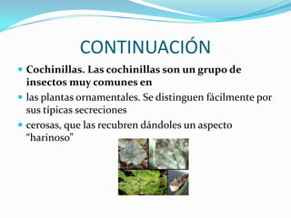 CONTINUACIÓNCochinillas. Las cochinillas son un grupo de insectos muy comunes enlas plantas ornamentales. Se distinguen fácilmente por sus típicas secrecionescerosas, que las recubren dándoles un aspecto “harinoso”