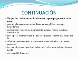 CONTINUACIÓNThrips. Los thrips son probablemente la peor plaga actual de la mayorparte de plantas ornamentales. Poseen un amplísimo rango de hospederos yse diseminan eficientemente mediante material vegetal infestado, corrientes deaire, o por si mismos ya son alados. La situación se torna más difícil por ladificultad en detectarlos, no solamente por su reducido tamaño sino porque seinternan dentro de los tejidos, sobre todo en los puntos de crecimiento, dondeson muy difíciles de ver.