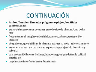 CONTINUACIÓNAsidos. También llamados pulgones o piojos, los áfidos conforman ungrupo de insectos muy comunes en todo tipo de plantas. Uno de los masfrecuentes es el pulgón verde del duraznero, Myzus persicae. Son insectoschupadores, que debilitan la planta al extraer su savia; adicionalmente,excretan una sustancia azucarada que atrae por ejemplo hormigas y sobre lacual crecen fácilmente hollines, hongos negros que dañan la calidad estética delas plantas e interfieren en su fotosíntesis.