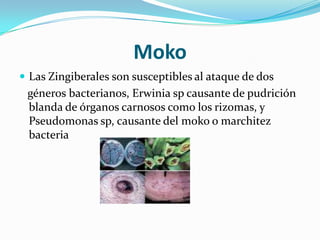MokoLas Zingiberales son susceptibles al ataque de dos   géneros bacterianos, Erwiniasp causante de pudrición blanda de órganos carnosos como los rizomas, y Pseudomonas sp, causante del moko o marchitez bacteria