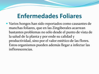 Enfermedades FoliaresVarios hongos han sido reportados como causantes de manchas foliares, que en las Zingiberales acarrean bastantes problemas no sólo desde el punto de vista de la salud de la planta y por ende su calidad y productividad, sino por el valor estético de las flores. Estos organismos pueden además llegar a infectar las inflorescencias.