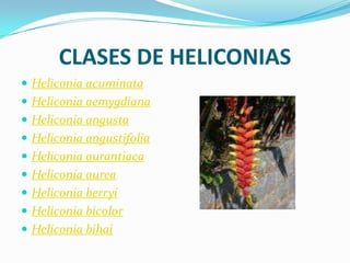 CLASES DE HELICONIASHeliconia acuminataHeliconia aemygdianaHeliconia angustaHeliconia angustifoliaHeliconia aurantiacaHeliconia aureaHeliconia berryiHeliconia bicolorHeliconia bihai